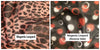 LEOPARD REVERSIBLE GAITERS